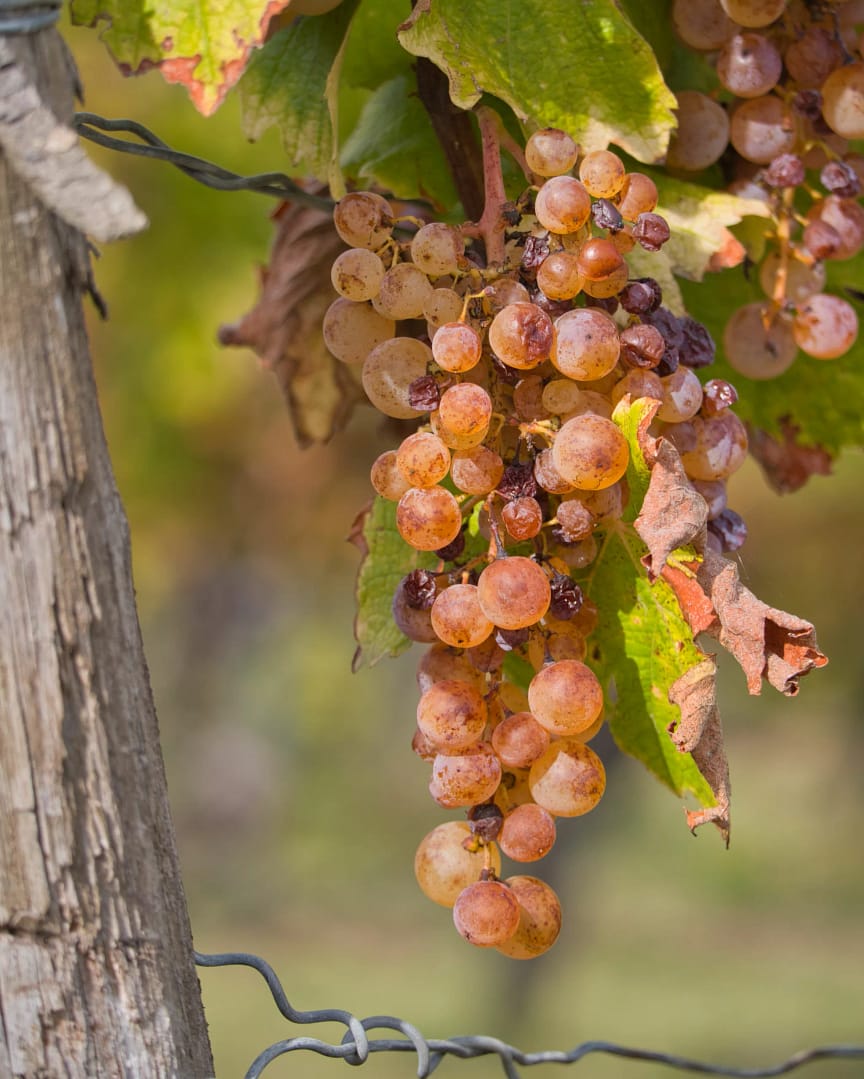 Grappe de raisin dans le Monbazillac (source : EnviroCarto)